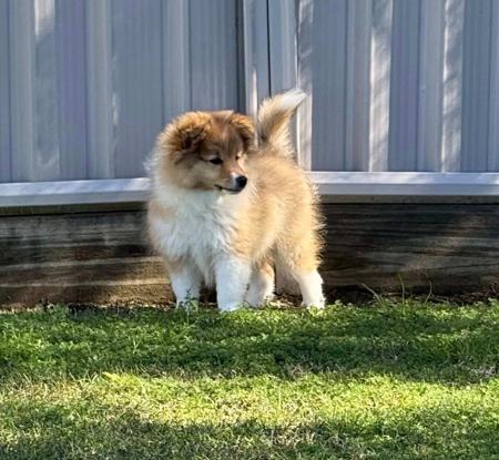 Shetland Sheepdog for sale by FAIRYISLE