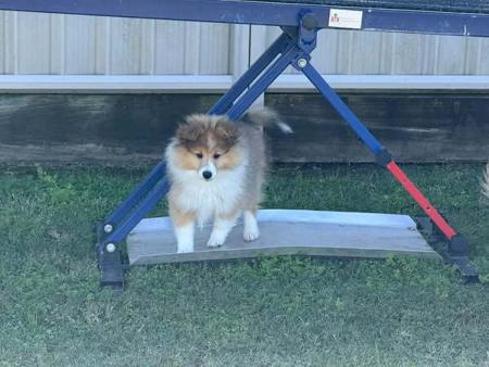 Shetland Sheepdog for sale by FAIRYISLE