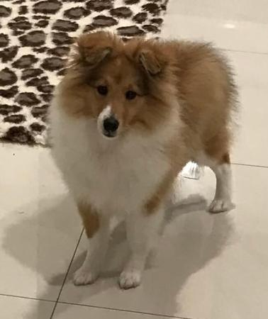 Shetland Sheepdog for sale by FAIRYISLE