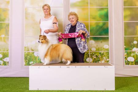 Aust Champion Fairyisle Dealer Of Dreams Shetland Sheepdog