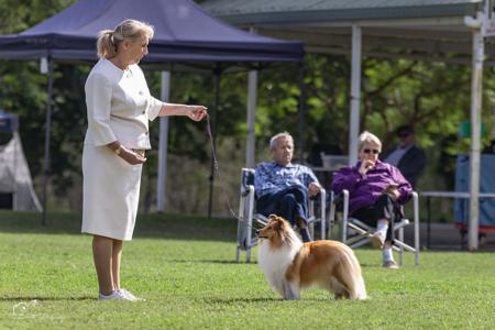 BIG/RUBIG Australian Champion Kilwarrin Lady High Flyer Shetland Sheepdog