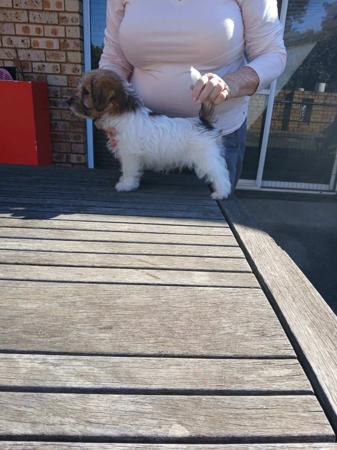 Roccabrite Couldna Giva Hoot Jack Russell Terrier