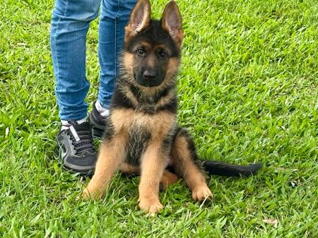 German Shepherd Dog puppy for sale by INEFFABLE