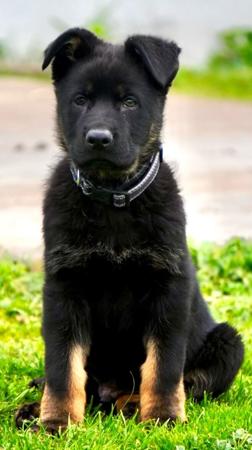 German Shepherd Dog puppy for sale by REGALHAUS