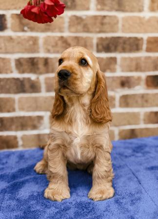 Click to view more details