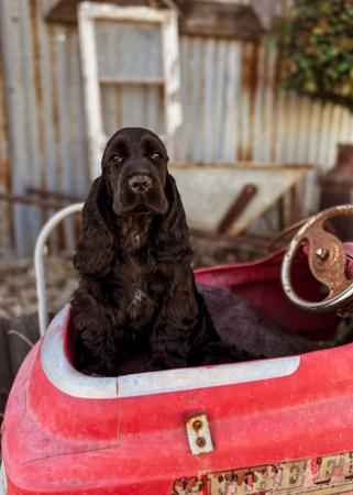 Cocker Spaniel puppy for sale by MADANWITT