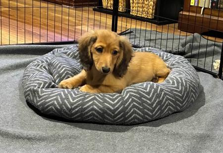 Dachshund (Miniature Long Haired) for sale by DACHNELL