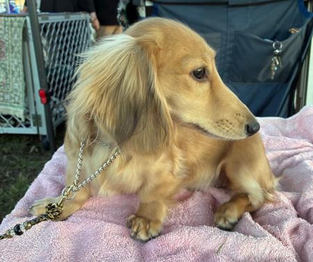 Dachshund (Miniature Long Haired) for sale by DACHNELL