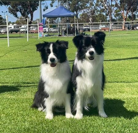 Border Collie for sale by WAVENEY