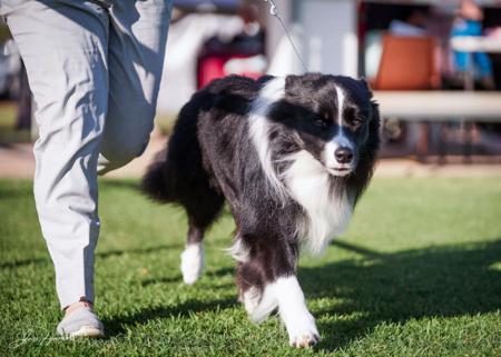 Border Collie for sale by WAVENEY