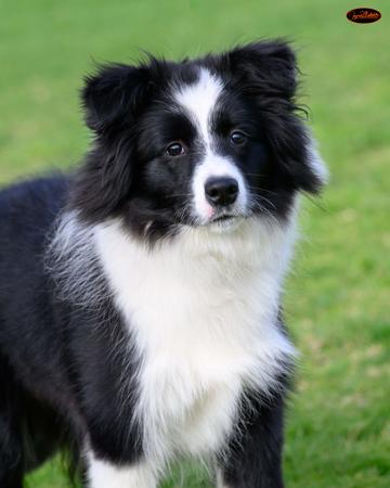 Border Collie for sale by WAVENEY