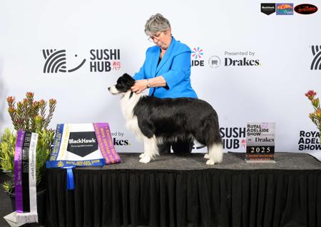 Border Collie for sale by WAVENEY