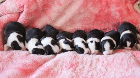 Border Collie for sale by WAVENEY