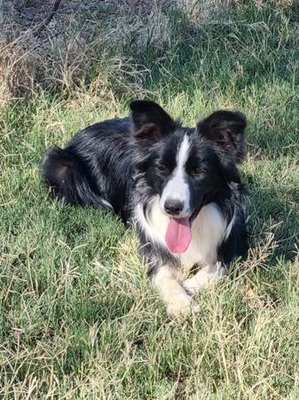 Border Collie puppy for sale by WAVENEY