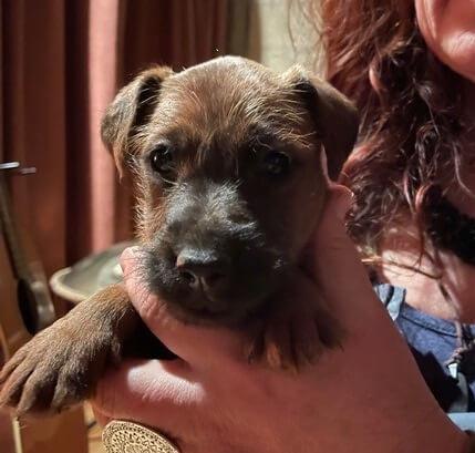 Irish Terrier puppy for sale by AWILDIAN
