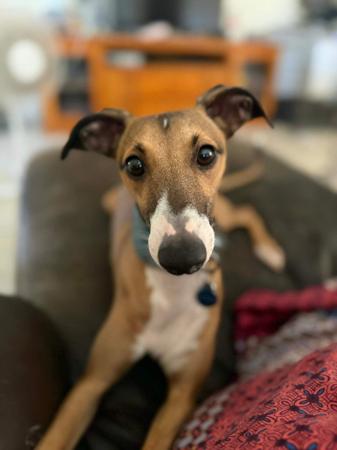 Italian Greyhound for sale by BAXSITER