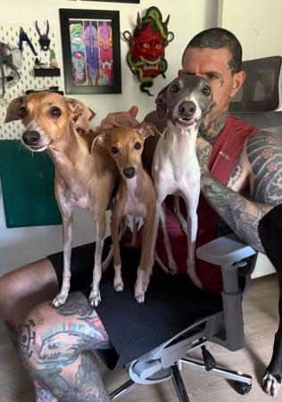 Italian Greyhound for sale by BAXSITER