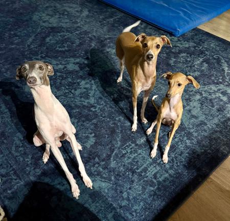 Italian Greyhound for sale by BAXSITER