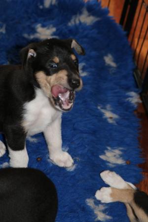 Collie (Smooth) for sale by ROUGHCLAN