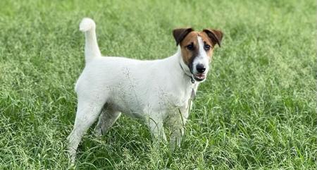 Fox Terrier (Smooth) for sale by ZENTERRIER