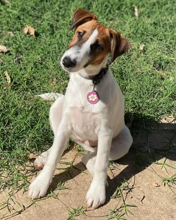 Fox Terrier (Smooth) for sale by ZENTERRIER
