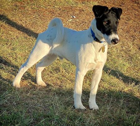 Fox Terrier (Smooth) for sale by ZENTERRIER