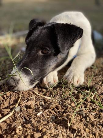 Fox Terrier (Smooth) for sale by ZENTERRIER