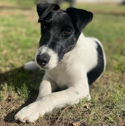Fox Terrier (Smooth) for sale by ZENTERRIER