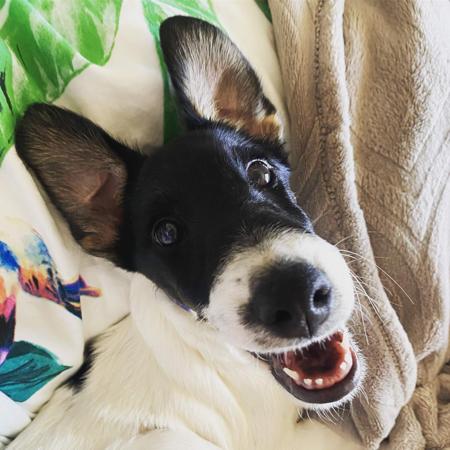 Fox Terrier (Smooth) for sale by ZENTERRIER