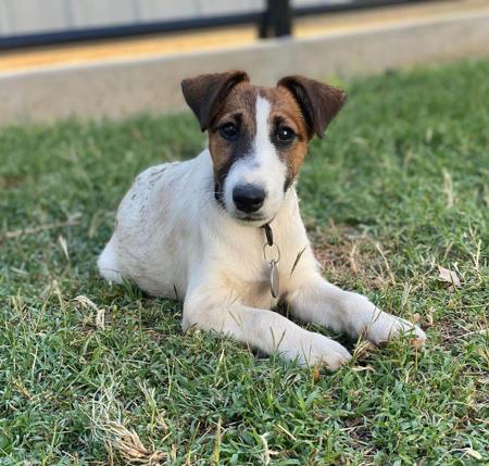 Fox Terrier (Smooth) for sale by ZENTERRIER