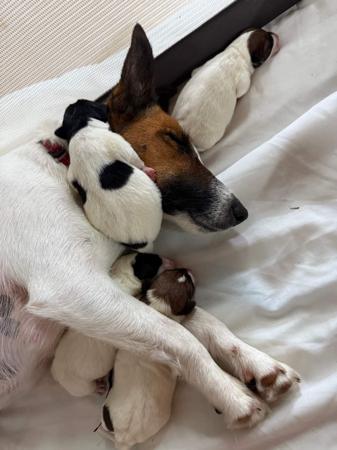 Fox Terrier (Smooth) for sale by ZENTERRIER