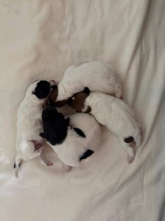 Fox Terrier (Smooth) for sale by ZENTERRIER