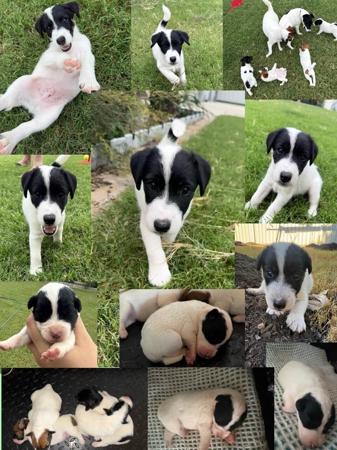 Fox Terrier (Smooth) for sale by ZENTERRIER