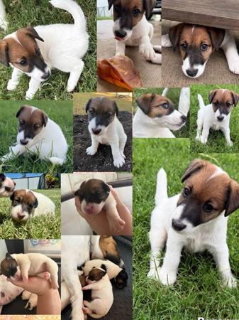 Fox Terrier (Smooth) for sale by ZENTERRIER