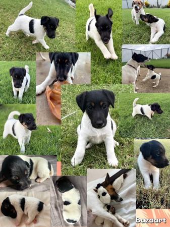 Fox Terrier (Smooth) for sale by ZENTERRIER