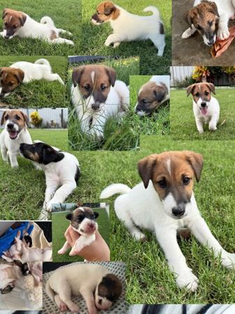 Fox Terrier (Smooth) for sale by ZENTERRIER