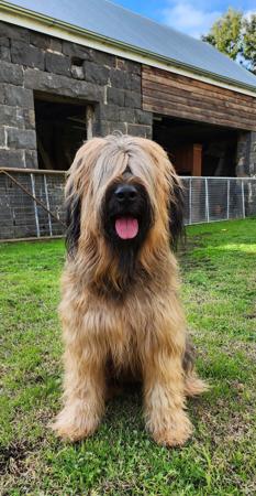 Briard for sale by ROUISSEAU