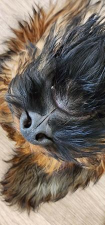 Briard for sale by ROUISSEAU