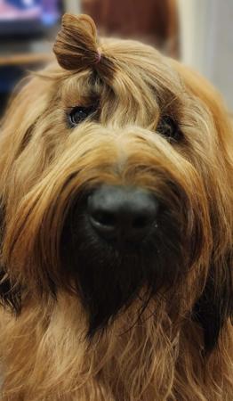 Briard for sale by ROUISSEAU