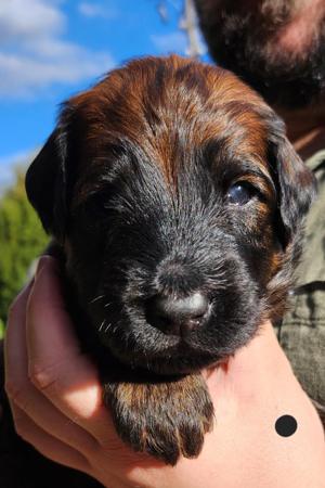 Briard for sale by ROUISSEAU