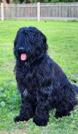 Briard for sale by ROUISSEAU