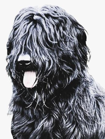 Briard for sale by ROUISSEAU