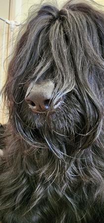 Briard for sale by ROUISSEAU