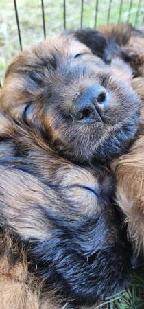 Briard for sale by ROUISSEAU