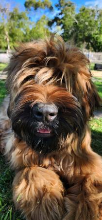 Briard for sale by ROUISSEAU
