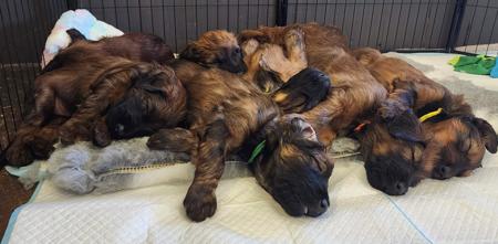 Briard for sale by ROUISSEAU