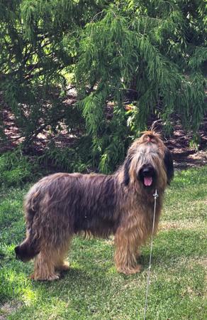 Briard puppy for sale by ROUISSEAU