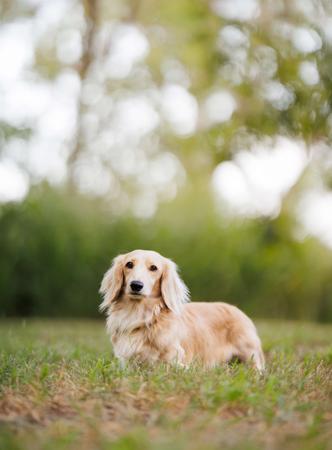 Dachshund (Miniature Long Haired) for sale by COASTALDASH
