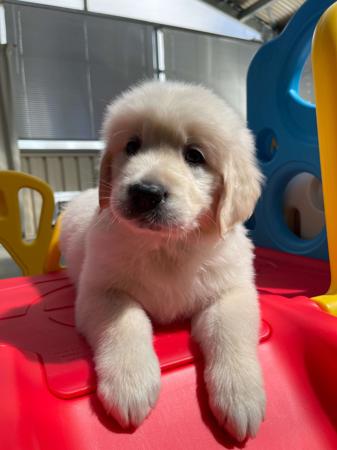 Golden Retriever for sale by KPJVGOLDEN