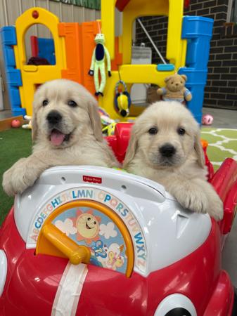 Golden Retriever for sale by KPJVGOLDEN